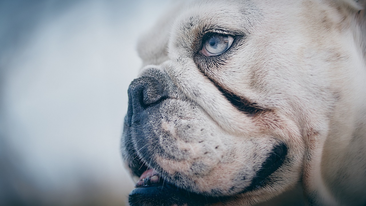 Understanding the Characteristics of the American Bulldog